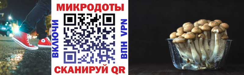 Псилоцибиновые грибы Psilocybine cubensis  Омск 